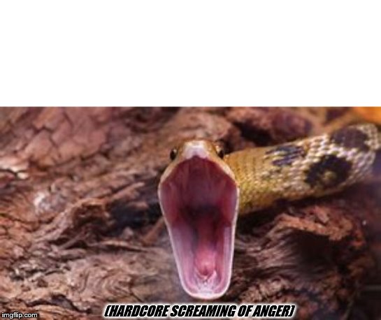 Hardcore Screaming of Anger Snake | (HARDCORE SCREAMING OF ANGER) | image tagged in snake | made w/ Imgflip meme maker