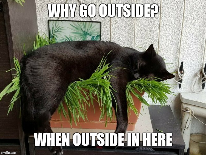 MY PLANT NOW | WHY GO OUTSIDE? WHEN OUTSIDE IN HERE | image tagged in cats,funny cats | made w/ Imgflip meme maker