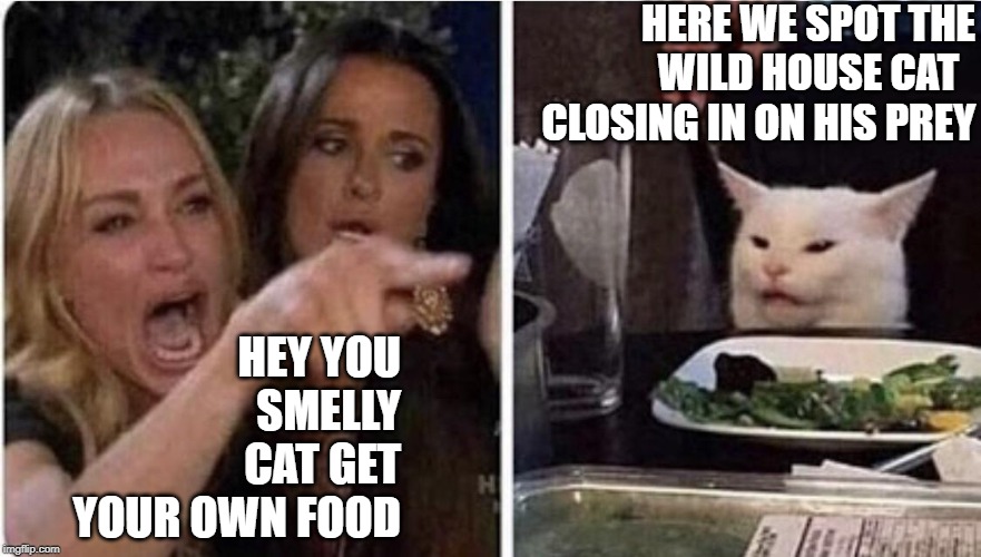 lady yelling at confused cat | HERE WE SPOT THE WILD HOUSE CAT  
CLOSING IN ON HIS PREY; HEY YOU SMELLY CAT GET YOUR OWN FOOD | image tagged in lady yelling at confused cat | made w/ Imgflip meme maker