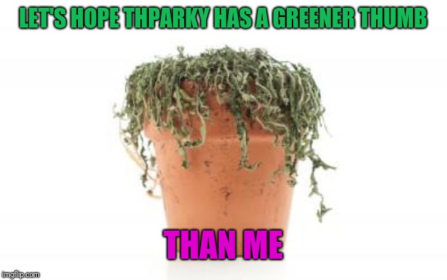 dead plant | LET'S HOPE THPARKY HAS A GREENER THUMB THAN ME | image tagged in dead plant | made w/ Imgflip meme maker