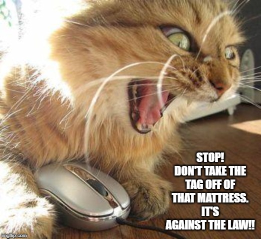 angry cat | STOP! DON'T TAKE THE TAG OFF OF THAT MATTRESS. IT'S AGAINST THE LAW!! | image tagged in angry cat | made w/ Imgflip meme maker