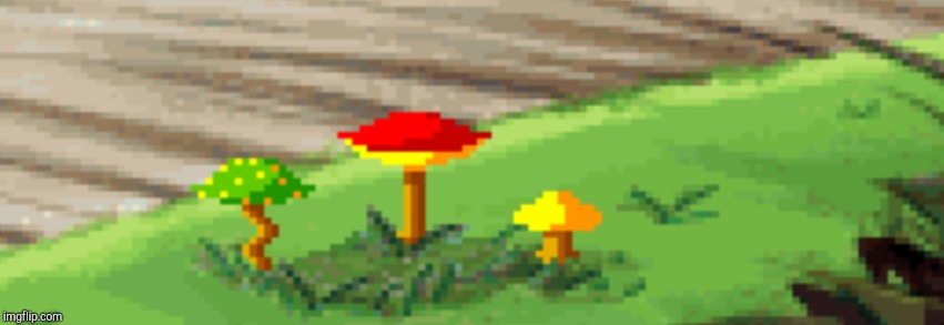 Mushrooms! | image tagged in mushrooms | made w/ Imgflip meme maker