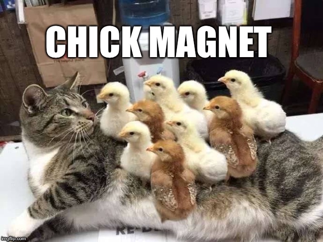 CHICK MAGNET | image tagged in cats,chicks,funny,memes | made w/ Imgflip meme maker