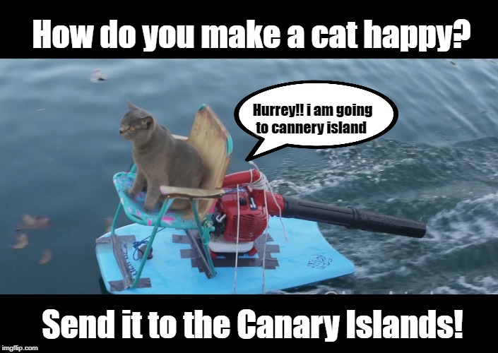 Cat in happy | How do you make a cat happy? Hurrey!! i am going 
to cannery island; Send it to the Canary Islands! | image tagged in cat | made w/ Imgflip meme maker