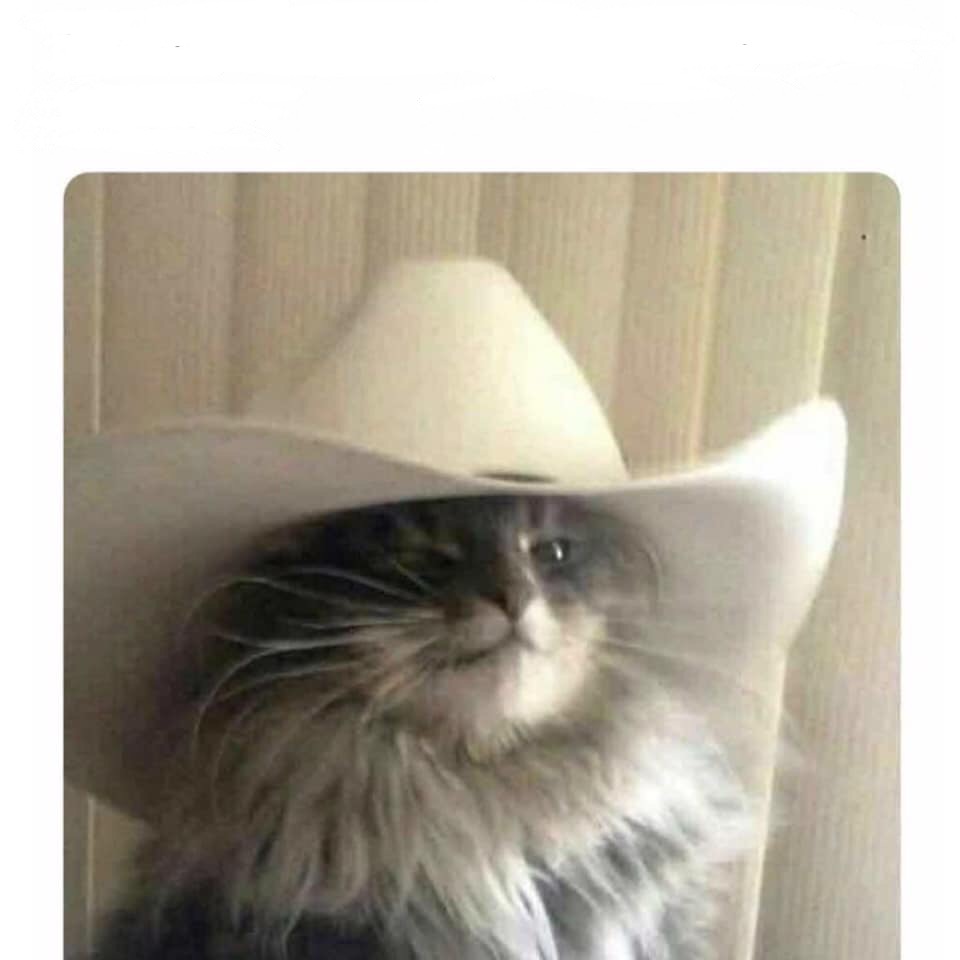 High Quality cowboy cat Blank Meme Template