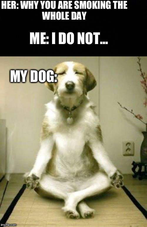 HER: WHY YOU ARE SMOKING THE
WHOLE DAY; ME: I DO NOT... MY DOG: | image tagged in yoga dog | made w/ Imgflip meme maker