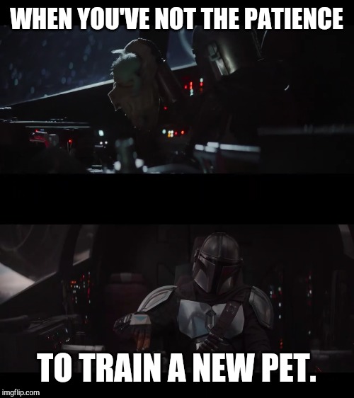 WHEN YOU'VE NOT THE PATIENCE; TO TRAIN A NEW PET. | image tagged in memes,star wars yoda | made w/ Imgflip meme maker