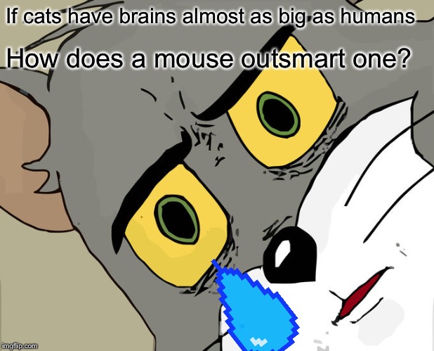 Unsettled Tom Meme | If cats have brains almost as big as humans; How does a mouse outsmart one? | image tagged in memes,unsettled tom | made w/ Imgflip meme maker