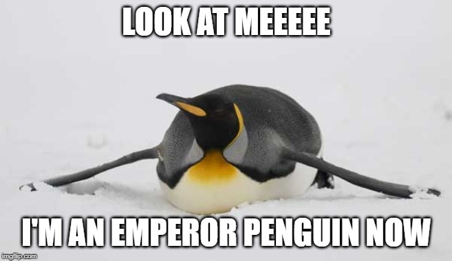 King pretends to be an Emperor | LOOK AT MEEEEE; I'M AN EMPEROR PENGUIN NOW | image tagged in penguin,penguins | made w/ Imgflip meme maker