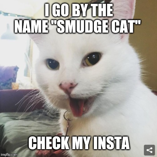 Smudge | I GO BY THE NAME "SMUDGE CAT" CHECK MY INSTA | image tagged in smudge | made w/ Imgflip meme maker