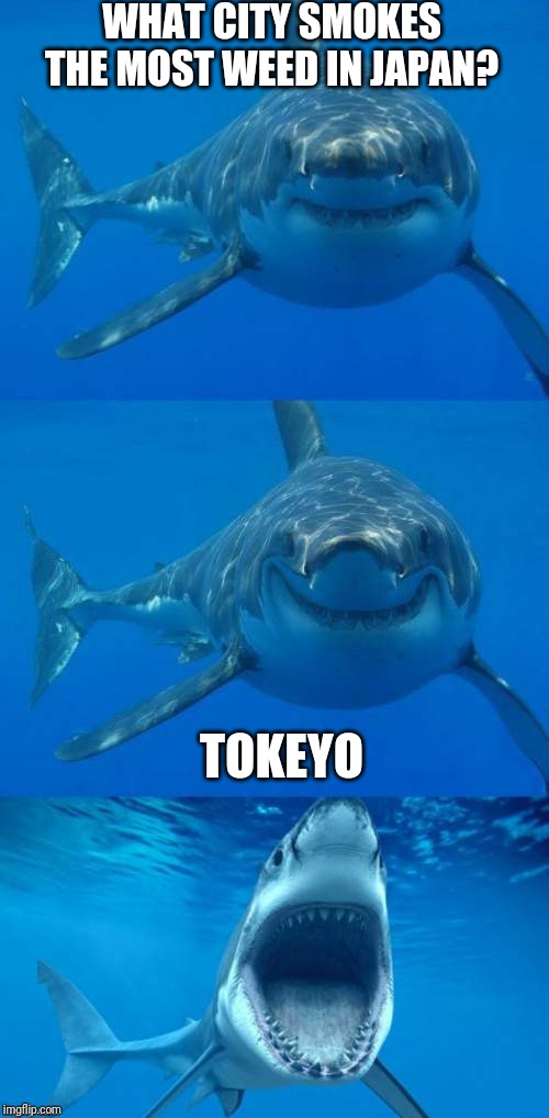 Bad Shark Pun  | WHAT CITY SMOKES THE MOST WEED IN JAPAN? TOKEYO | image tagged in bad shark pun | made w/ Imgflip meme maker