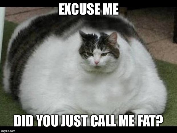 fat cat 2 | EXCUSE ME; DID YOU JUST CALL ME FAT? | image tagged in fat cat 2 | made w/ Imgflip meme maker