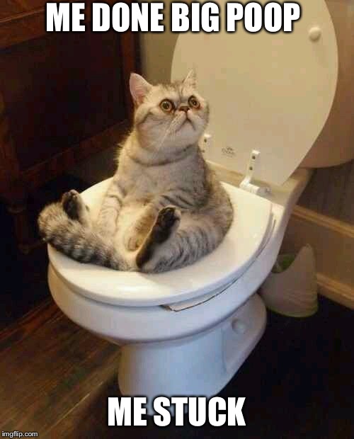 Toilet cat | ME DONE BIG POOP; ME STUCK | image tagged in toilet cat | made w/ Imgflip meme maker