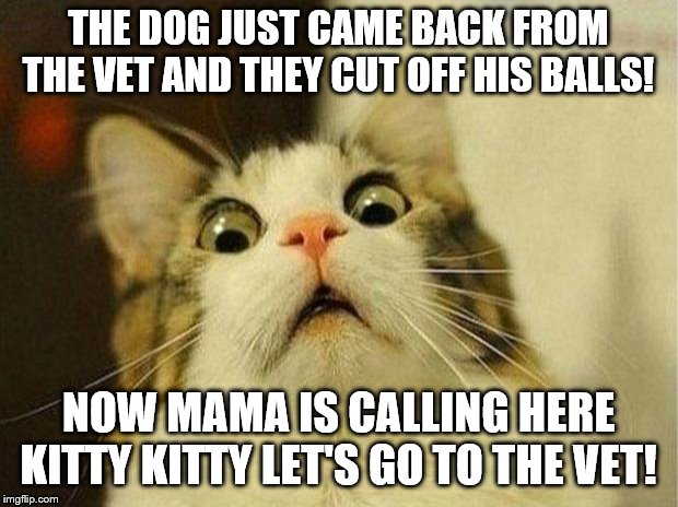 Scared Cat | THE DOG JUST CAME BACK FROM THE VET AND THEY CUT OFF HIS BALLS! NOW MAMA IS CALLING HERE KITTY KITTY LET'S GO TO THE VET! | image tagged in memes,scared cat | made w/ Imgflip meme maker