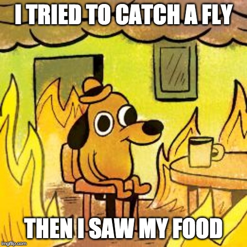 Dog in burning house | I TRIED TO CATCH A FLY; THEN I SAW MY FOOD | image tagged in dog in burning house | made w/ Imgflip meme maker