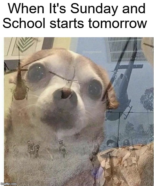tomorrow | When It's Sunday and School starts tomorrow | image tagged in ptsd chihuahua,funny,memes,sunday,school,tomorrow | made w/ Imgflip meme maker