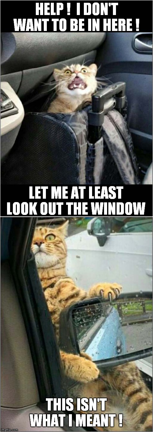 Cat Goes For A Ride | HELP !  I DON'T WANT TO BE IN HERE ! LET ME AT LEAST LOOK OUT THE WINDOW; THIS ISN'T WHAT I MEANT ! | image tagged in fun,cats,car | made w/ Imgflip meme maker