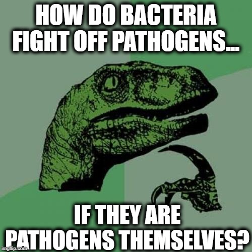 Philosoraptor Meme | HOW DO BACTERIA FIGHT OFF PATHOGENS... IF THEY ARE PATHOGENS THEMSELVES? | image tagged in memes,philosoraptor | made w/ Imgflip meme maker