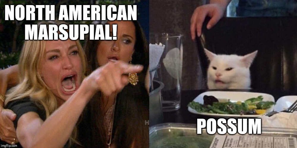 Woman yelling at cat | NORTH AMERICAN MARSUPIAL! POSSUM | image tagged in woman yelling at cat | made w/ Imgflip meme maker