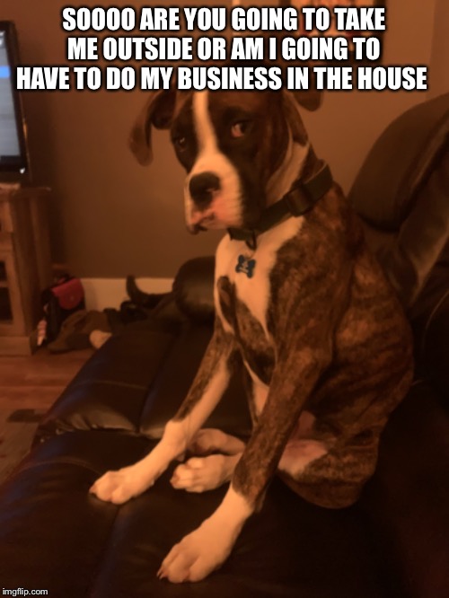 Dog Meme | SOOOO ARE YOU GOING TO TAKE ME OUTSIDE OR AM I GOING TO HAVE TO DO MY BUSINESS IN THE HOUSE | image tagged in boxer dog,funny dogs | made w/ Imgflip meme maker