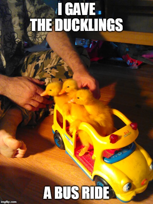 DUCK BUS | I GAVE THE DUCKLINGS; A BUS RIDE | image tagged in duckling,ducks,cute ducks,funny ducks | made w/ Imgflip meme maker