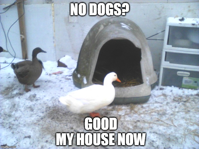 SHE STARTED LAYING EGGS IN THERE | NO DOGS? GOOD
MY HOUSE NOW | image tagged in ducks,duck | made w/ Imgflip meme maker