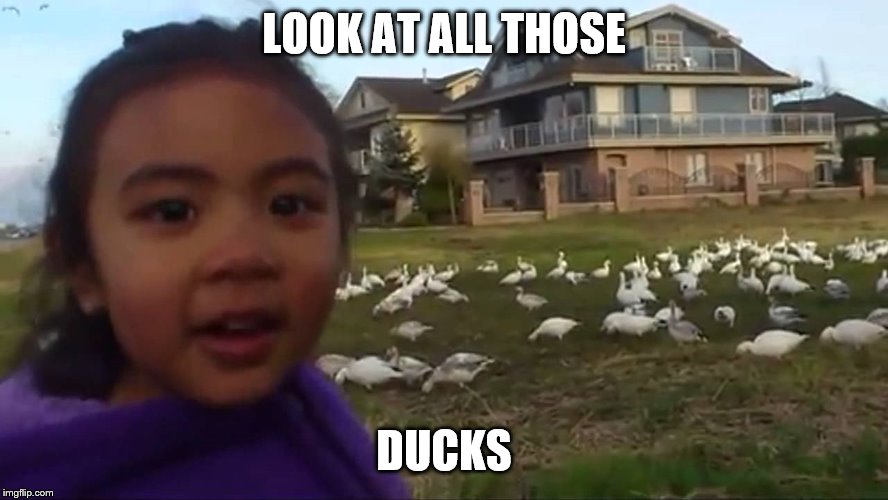 Look at All Those Chickens | LOOK AT ALL THOSE DUCKS | image tagged in look at all those chickens | made w/ Imgflip meme maker