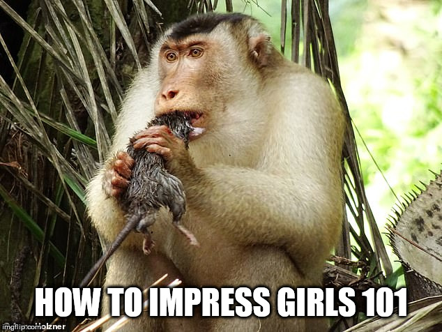 monkey | HOW TO IMPRESS GIRLS 101 | image tagged in monkey | made w/ Imgflip meme maker