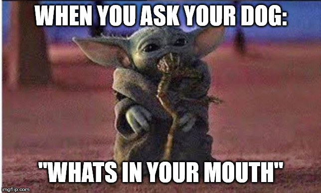Yoddel | WHEN YOU ASK YOUR DOG:; "WHATS IN YOUR MOUTH" | image tagged in star wars,star wars yoda,the mandalorian | made w/ Imgflip meme maker