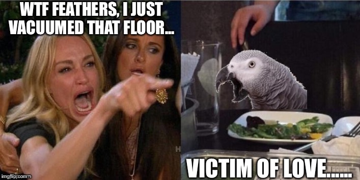 Woman Yelling at Parrot | WTF FEATHERS, I JUST VACUUMED THAT FLOOR... VICTIM OF LOVE...... | image tagged in woman yelling at parrot | made w/ Imgflip meme maker