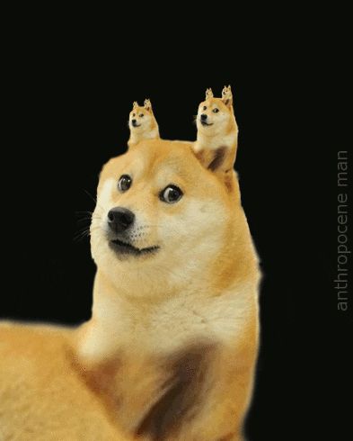 Doge Blank Meme Template