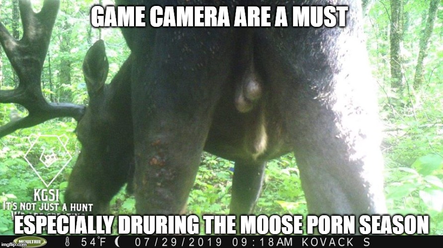 Moose Porn So funny | GAME CAMERA ARE A MUST; ESPECIALLY DRURING THE MOOSE PORN SEASON | image tagged in kgsi,hunting,moose,game camera,funny | made w/ Imgflip meme maker