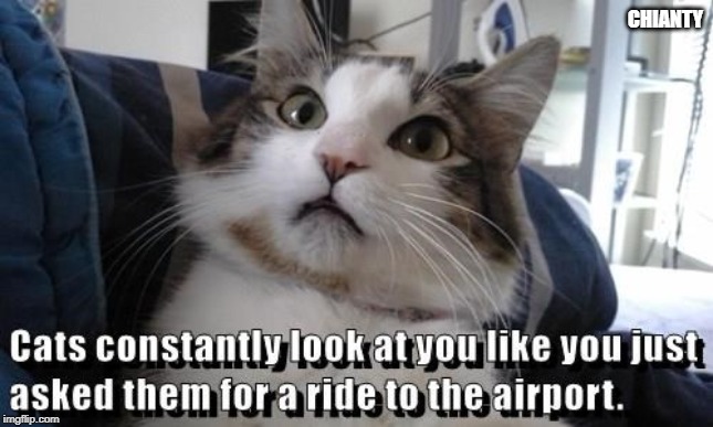 Cats | CHIANTY | image tagged in airport | made w/ Imgflip meme maker