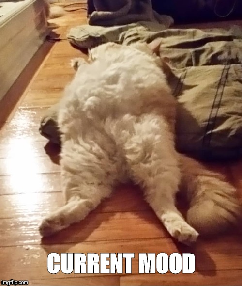 Current mood | CURRENT MOOD | image tagged in current mood,cats,tired,tired cat | made w/ Imgflip meme maker