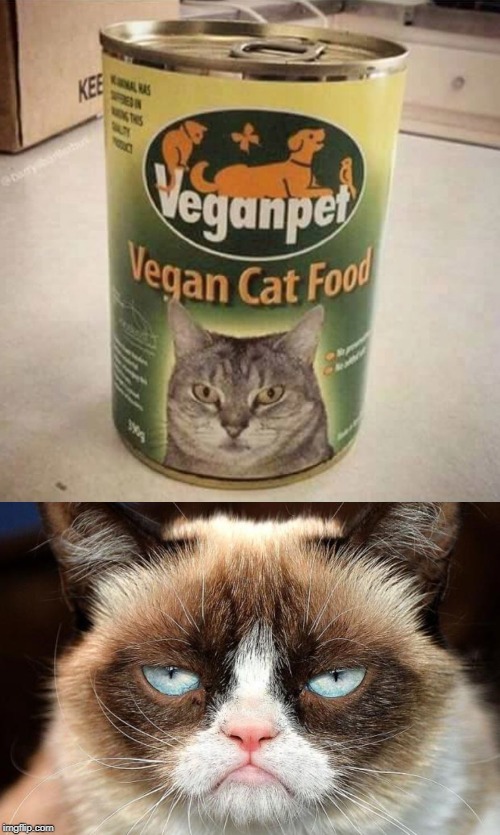 image tagged in memes,grumpy cat not amused,vegan cat food | made w/ Imgflip meme maker