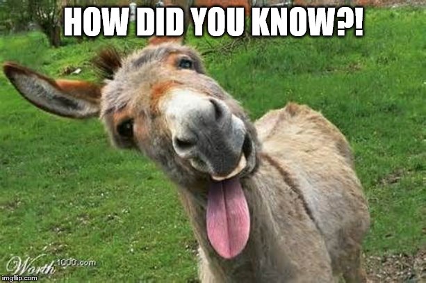 Laughing Donkey | HOW DID YOU KNOW?! | image tagged in laughing donkey | made w/ Imgflip meme maker