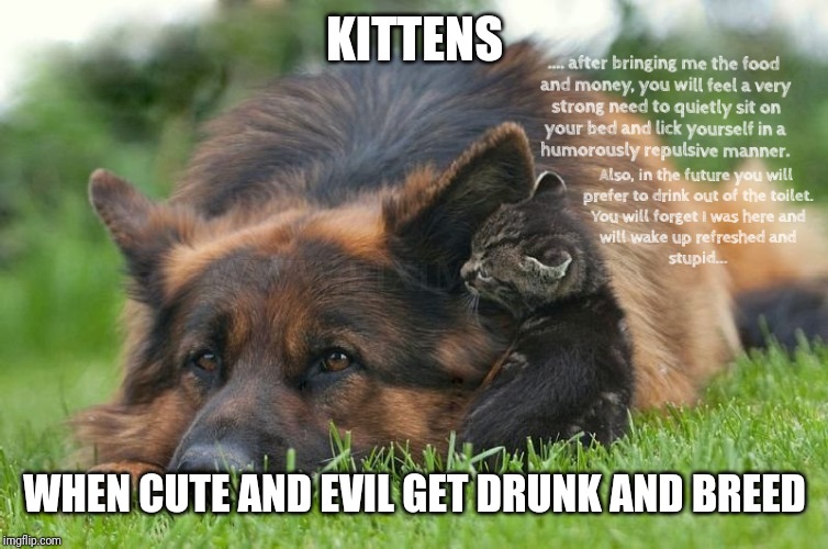 Cute and Evil | KITTENS; WHEN CUTE AND EVIL GET DRUNK AND BREED | image tagged in kittens,dogs | made w/ Imgflip meme maker