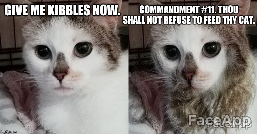 Jesus Cat | COMMANDMENT #11. THOU SHALL NOT REFUSE TO FEED THY CAT. GIVE ME KIBBLES NOW. | image tagged in jesus cat,cat,jesus | made w/ Imgflip meme maker