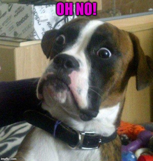 Scared dog | OH NO! | image tagged in scared dog | made w/ Imgflip meme maker