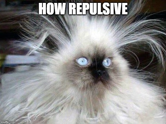 Crazy Hair Cat | HOW REPULSIVE | image tagged in crazy hair cat | made w/ Imgflip meme maker