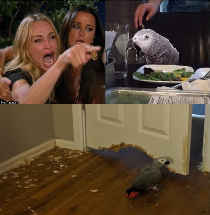 Woman-Yelling-At-Parrot-Eating-Door Blank Meme Template