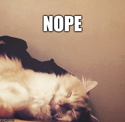 Nope | NOPE | image tagged in nope,cats,tired cat | made w/ Imgflip meme maker