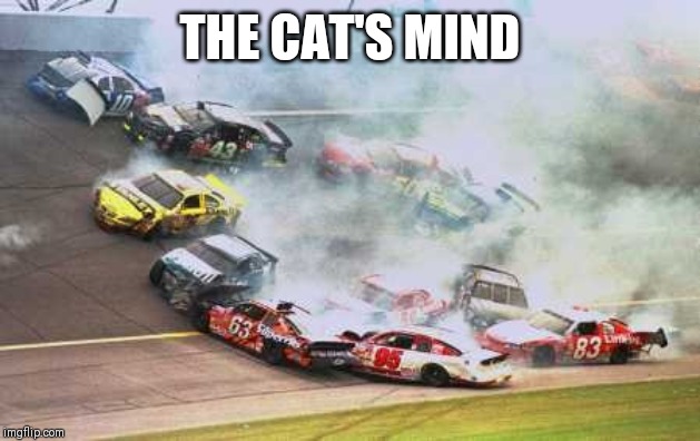 Because Race Car Meme | THE CAT'S MIND | image tagged in memes,because race car | made w/ Imgflip meme maker