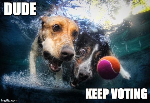 DUDE KEEP VOTING | image tagged in 2 dogs underwater | made w/ Imgflip meme maker