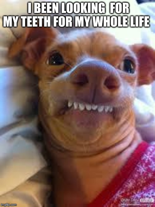 teeth dog | I HAVE BEEN LOOKING  FOR MY TEETH FOR MY WHOLE LIFE | image tagged in teeth dog | made w/ Imgflip meme maker