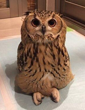 High Quality Criss Cross Owl Blank Meme Template