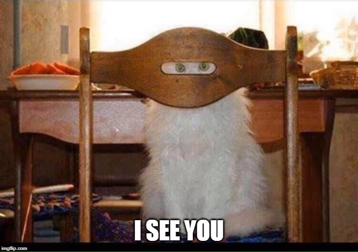 PEEPING TOM | I SEE YOU | image tagged in cats,funny cats | made w/ Imgflip meme maker