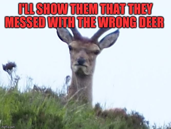 furious deer | I'LL SHOW THEM THAT THEY MESSED WITH THE WRONG DEER | image tagged in furious deer | made w/ Imgflip meme maker