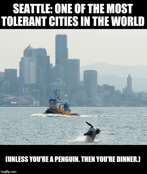 Seattle | SEATTLE: ONE OF THE MOST TOLERANT CITIES IN THE WORLD; (UNLESS YOU'RE A PENGUIN. THEN YOU'RE DINNER.) | image tagged in orca,seattle,penguin | made w/ Imgflip meme maker