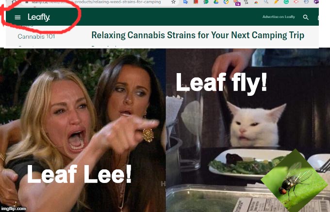 Woman Yelling At Cat Meme | Leaf fly! Leaf Lee! | image tagged in memes,woman yelling at cat | made w/ Imgflip meme maker